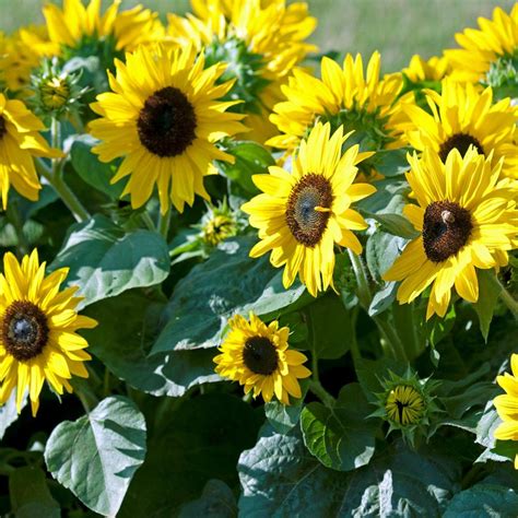 Sunflower Dwarf Sunspot Appx 40 Seeds Helianthus Annuus Ebay