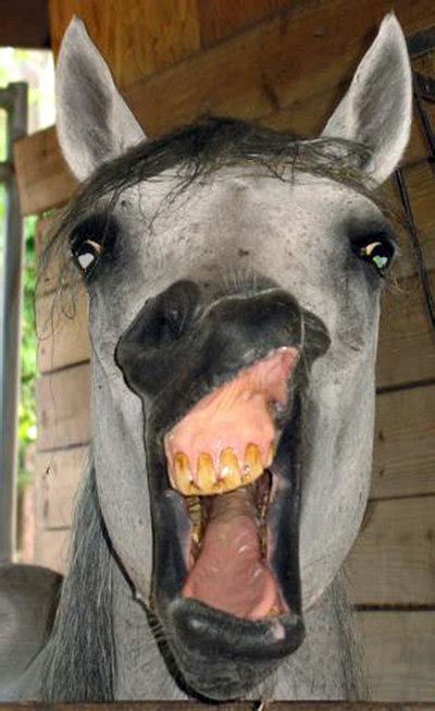 Funny Horse Face Funny And Cute Animals