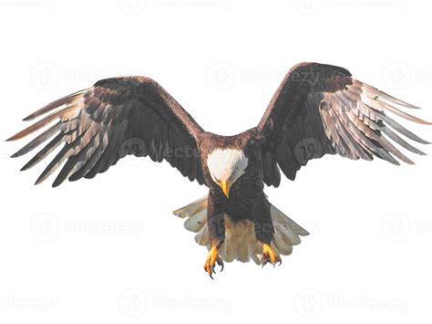 Eagle Brown Bird Little Stock Overlay Flying Toward Spread Its Wings