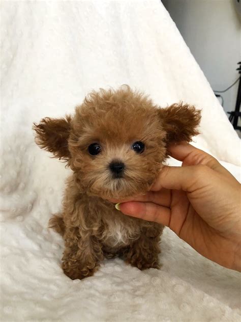 Micro Teacup Maltipoo Puppy Red For Sale Iheartteacups