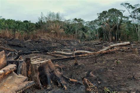 70 Of Global Forests At Risk Of Degradation Unccd Report