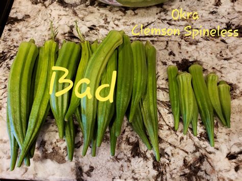 Some of the vegetables are zucchini, squash, acorn squash, and okra. Okra 2019 - Page 1 - HelpfulGardener.com