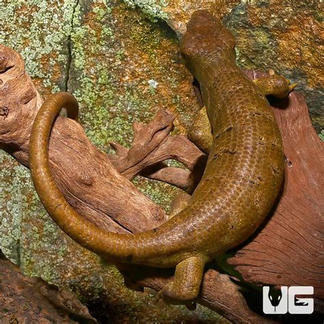 Adult Male Monkey Tail Skinks Corucia Zebrata For Sale Underground