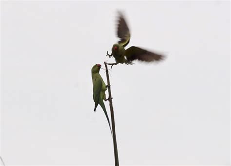 Parakeets At Sian Tuan 5 Adult Abusing Juvenile Bird Ecology Study