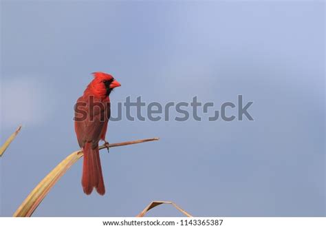 Male Red Cardinal Hawaii Big Island Stock Photo 1143365387 Shutterstock