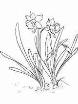 Coloring Pages Daffodil Narcissus Recommended sketch template