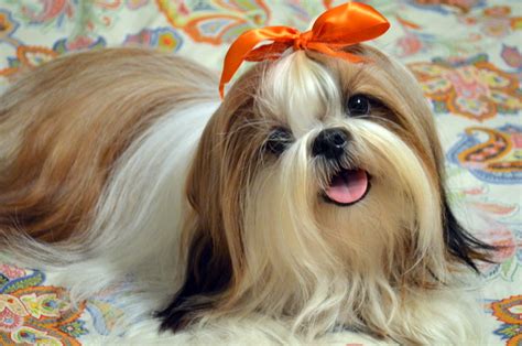 Buy shih tzu puppies and get the best deals at the lowest prices on ebay! The Happy Woofer - Shih Tzu - Delaware Dog Breeder - Puppies for Sale