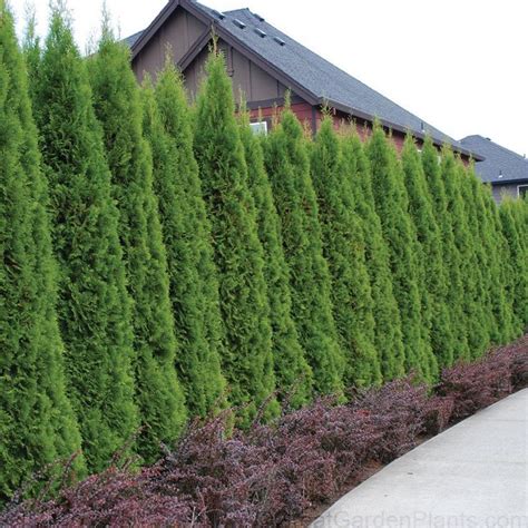 Green Giant Arborvitaethuja Privacy Landscaping Emerald Green