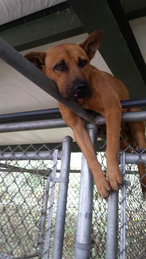 Workers at the dothan animal shelter were startled when they reported to work thursday. Dothan Animal Shelter, Dothan Alabama....Harry wants to ...