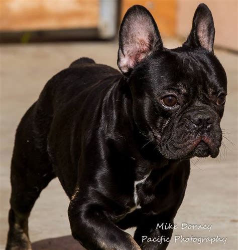 We specialize in akc registered french bulldogs, where color meets quality. Brainiac: Westminster shelter seeks return of French ...