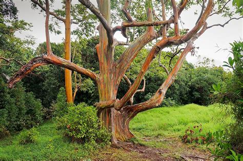 Rainbow Eucalyptus You Can Visit The Most Colorful Tree On Earth