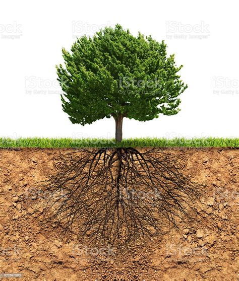 Big Green Tree With Roots Beneath Stock Photo Download Image Now