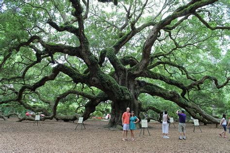 The Angel Oak Tree In South Carolina Is Infernally Beautiful