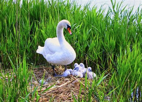 Swans Nest Photograph By Rob Chiverton Fine Art America