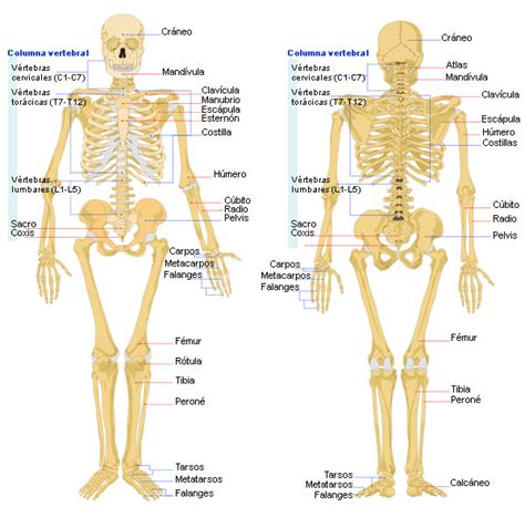 AnatomÍa El Esqueleto Humano Inteligents1a