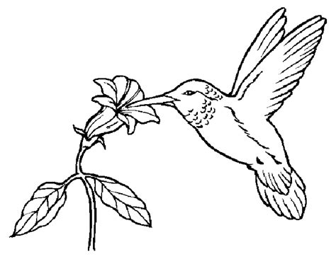 Vogels kleurplaten kolibri