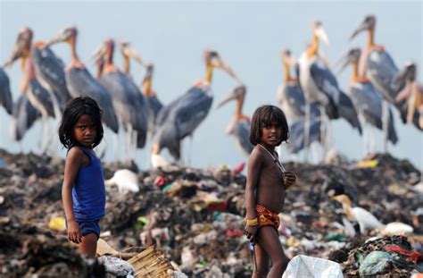 Storks Losing Their Wetland Homes End Up At Local Garbage Dump In India