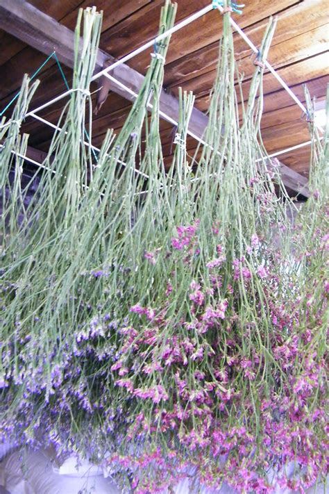 The male lizard appears to be wooing his potential. Sea lavender (limonium) hanging up to dry http ...