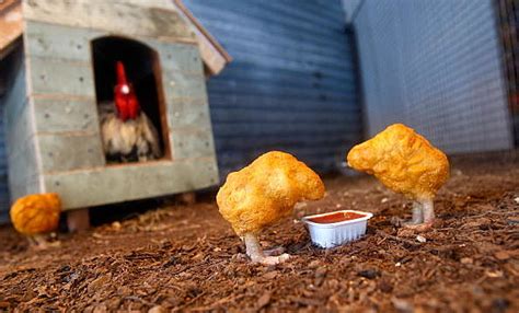 Chicken nuggets are beloved by all — except maybe vegetarians. McDonalds Makes Video To Show How Chicken Nuggets Are Made ...