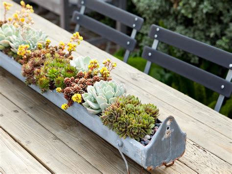 As a cactus is a form of a plant, it will require sunlight for photosynthesis and water to stop it from drying out and to help the cactus plant grow. 8 Foolproof Ways to Keep Your Succulents Alive - Sunset ...