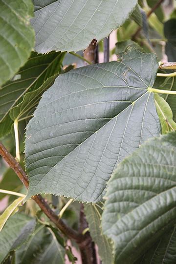 The cultivar 'fastigiata' is narrowly pyramidal with fragrant yellow flowers. Redmond Linden - Glover Nursery