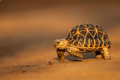 I want one that is good with children (i would take him/her to my classroom occasionally), can live outdoors once their large. 13 Best Pet Tortoise Breeds & Species (For Beginners)