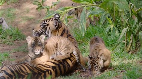 Rare Tiger Cub Trio Debut At San Diego Zoo Youtube