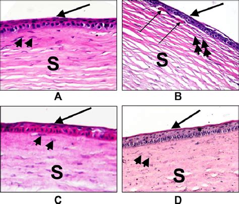 Histology Of A Normal Rabbit Corneal Tissue Control Negative