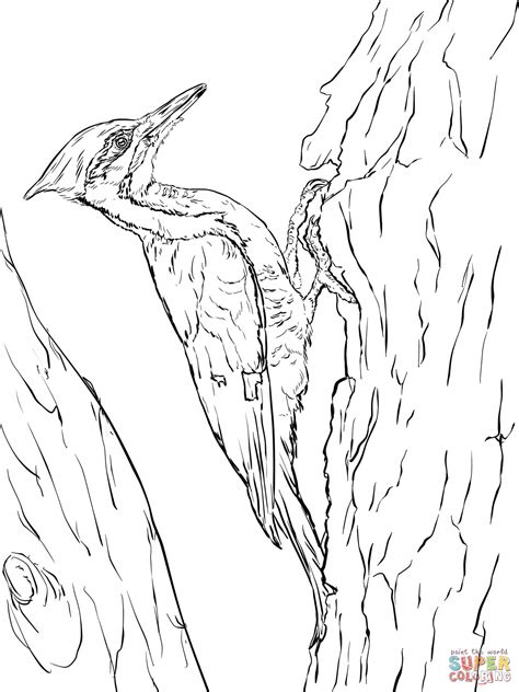 Pileated Woodpecker Coloring Page