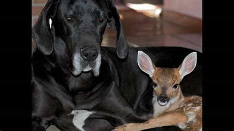 Dog Adopts Fawn Kate And Pippin Youtube