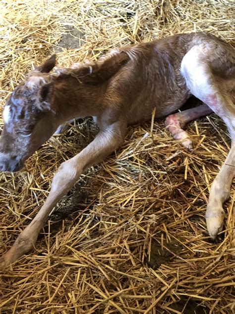 Our Freshly Born Foal Its A Mare Name Has To Start With An “s” R
