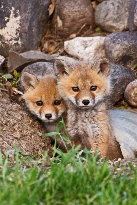 Flickr Too Cute Pinterest Fox Pups Red Fox And