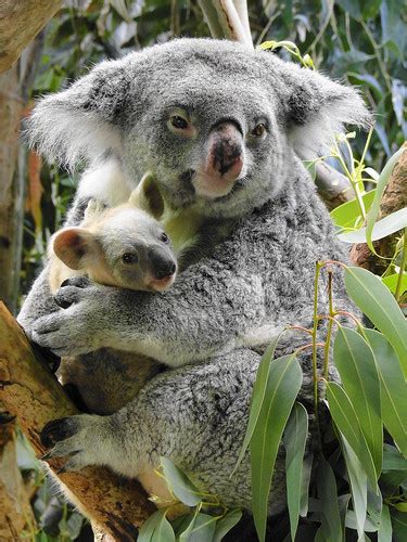 Koala Cuddling At Cleveland Metroparks Zoo Zooborns