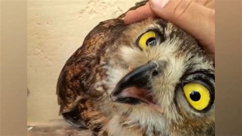 Owls So Cute Theyll Make You Smile Instantly Cute And Funny Owls Video Funny Owls Owl