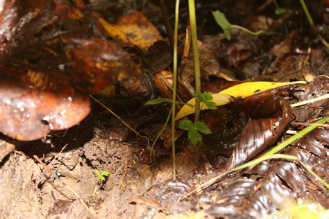 Dusky Salamanders From Marshall Nc Usa On March At