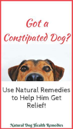 Pin On Constipation Dogs