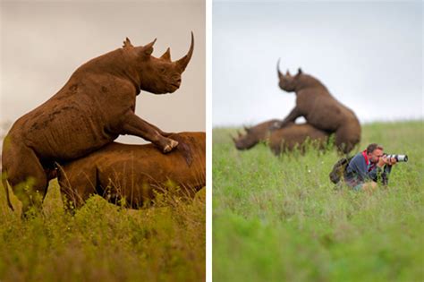 Photographer Fails To Spot Rhinos Having Sex Daily Star.