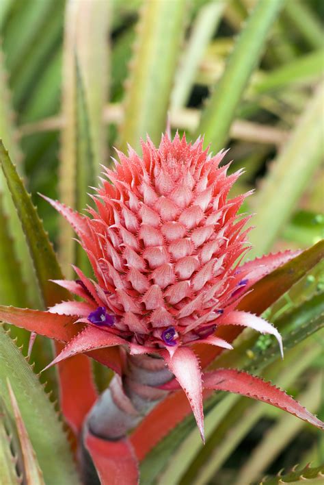 Free Stock Photo 5480 Pineapple Growing Freeimageslive