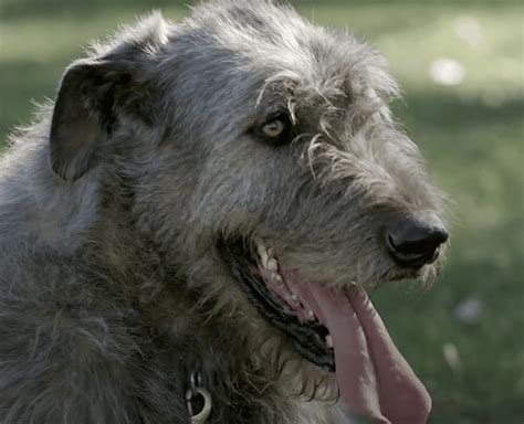 Irish Wolfhound Dog Breed Information And Facts About Wolfhounds