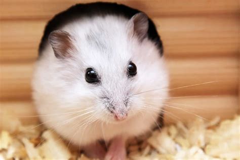 Hamster Housing Guide Size And Cleaning Advice For Hamster Cages