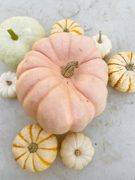 The Best Pumpkin Varieties For Any Occasion Shifting Roots