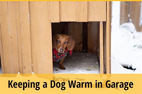 How To Keep A Dog Warm In The Garage During Winter Zooawesome