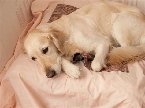 Heartworms are serious parasites that can have a terrible effect on your dog's health. How to Know Your Puppy Has Worms: 5 Steps (with Pictures)