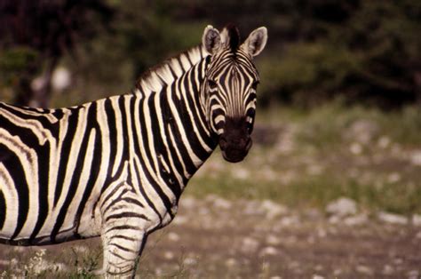 Plains Zebra Facts | Common Zebras | Equus quagga