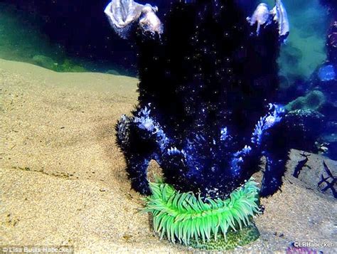 Giant Sea Anemone Eats A Baby Seabird In Incredible Images Daily Mail