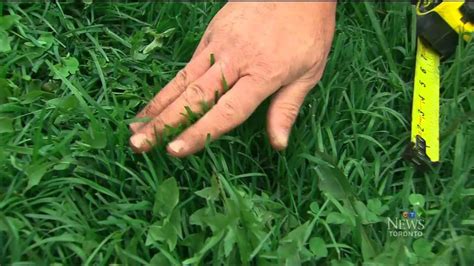 5 Easy Steps To Lush Green Lawn As Seen On Ctv News Youtube