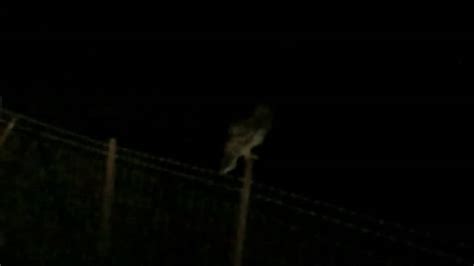 Night Owl flying away in Slow Mo - YouTube