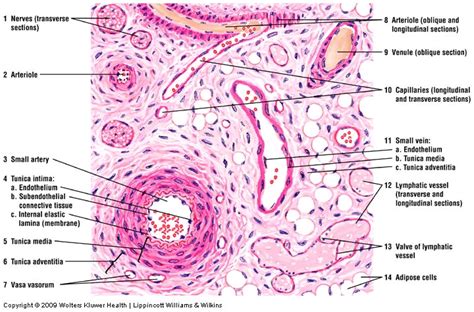 Pin On Histology Vascular