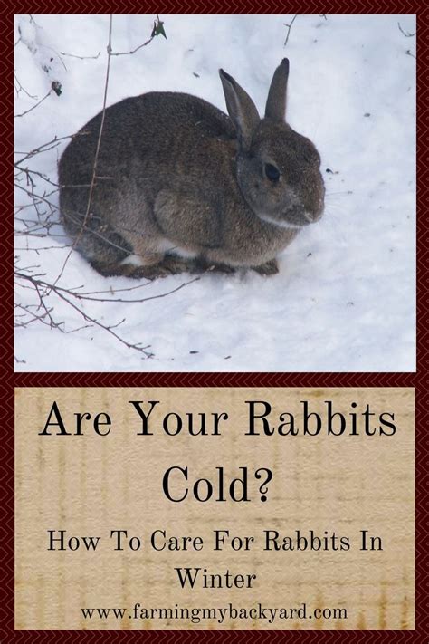 Are Your Rabbits Cold How To Care For Rabbits In Winter Rabbit Care