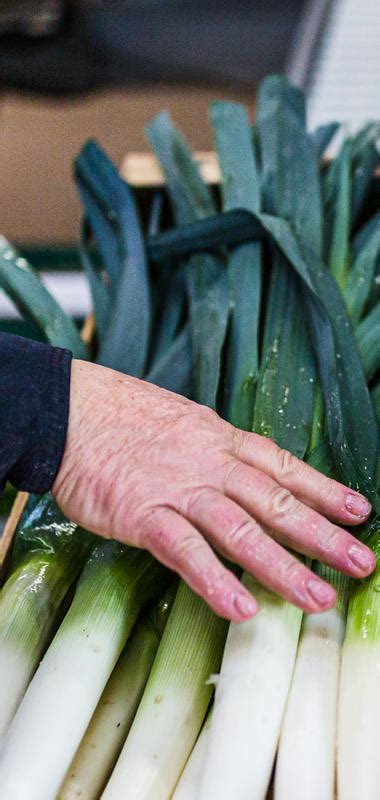 Le Poireau Légumes Maraîchers Prince De Bretagne